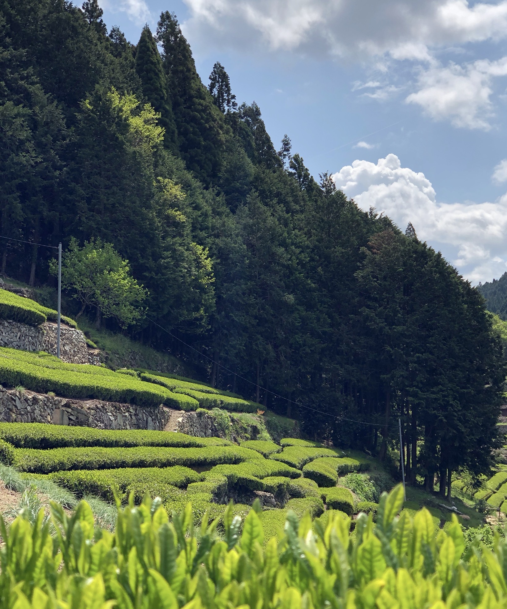 Tea fields in Shirakawa