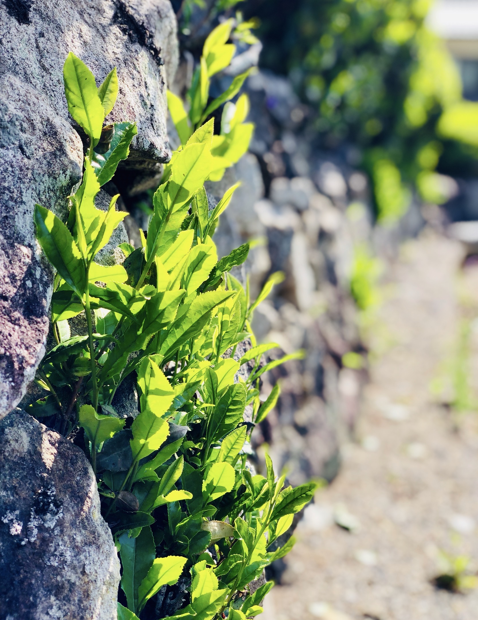 Stone path and tea plants in Shirakawa