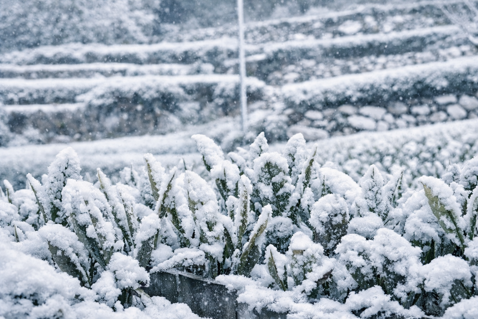 雪に包まれた白川の茶畑
